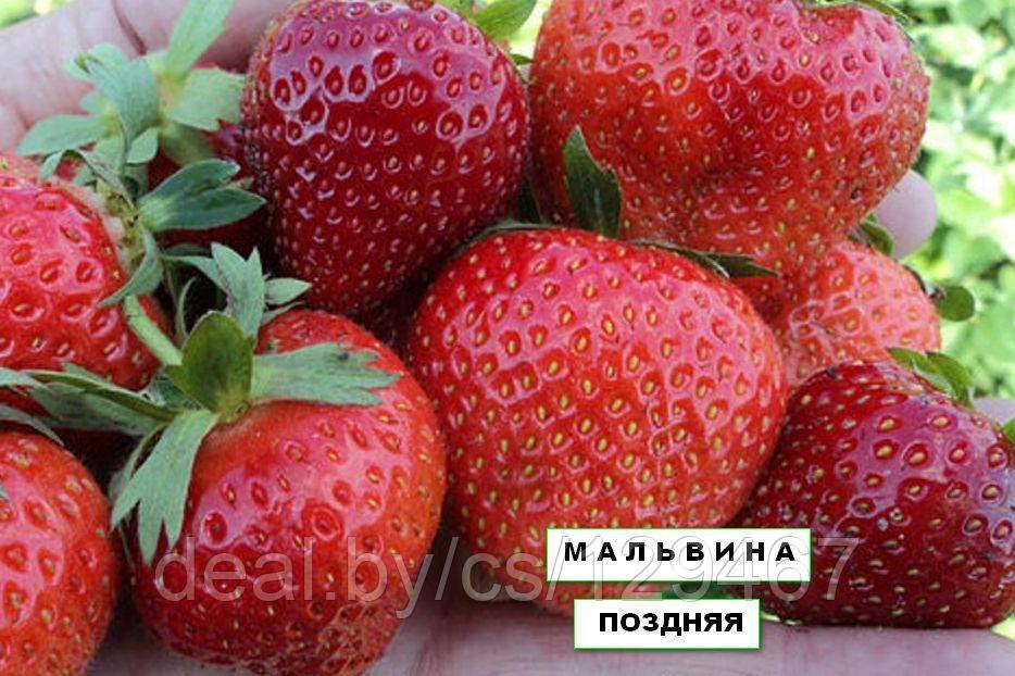 Клубника Мальвина Описание Сорта Фото Отзывы – Telegraph