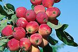 Яблоня Райское яблоко (Креб французский), фото 3