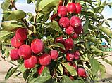 Яблоня Райское яблоко (Креб французский), фото 4