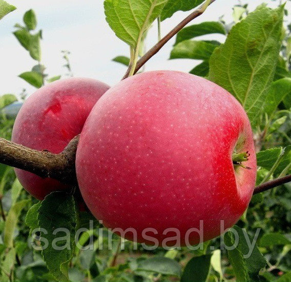 Яблоня летняя Дарья - фото 1 - id-p3897075