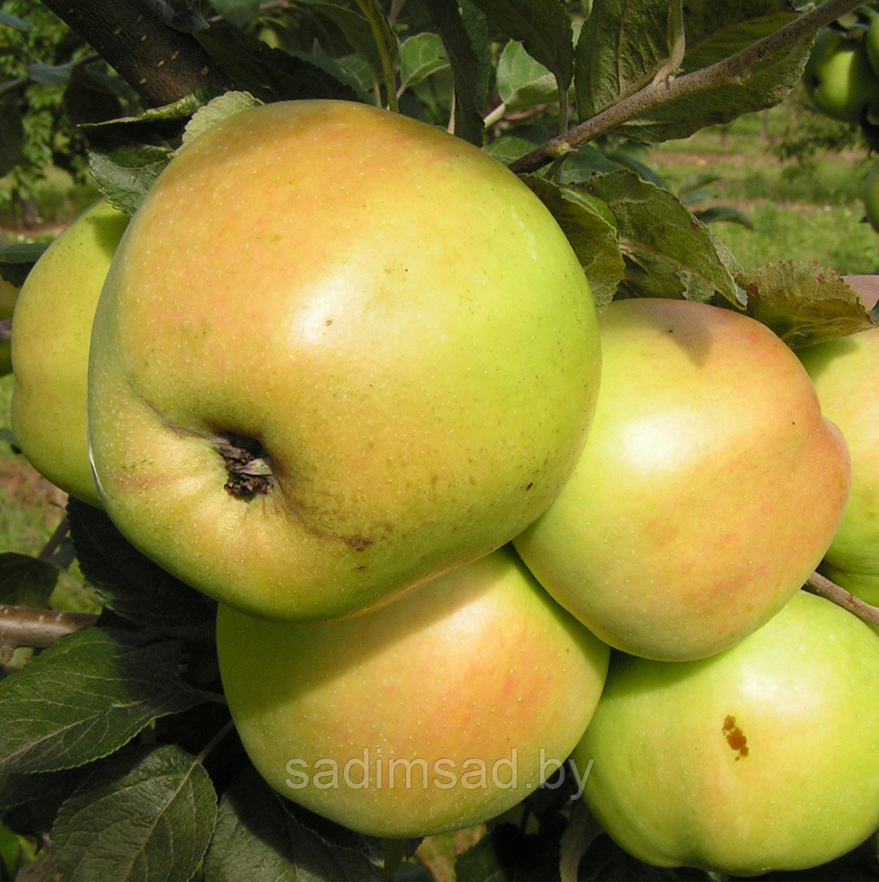 Яблоня осенняя Путинка (Путивка) - фото 1 - id-p73781237