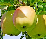 Яблоня осенняя Пепинка золотистая, фото 2