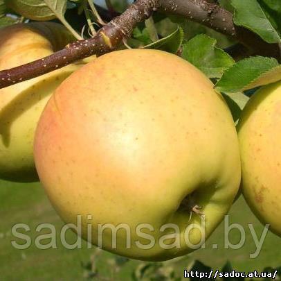 Яблоня осенняя Ананасное - фото 1 - id-p73783858