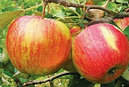 Яблоня зимняя Топаз, фото 2