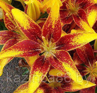 Лилия Tiny Sensation 14-16