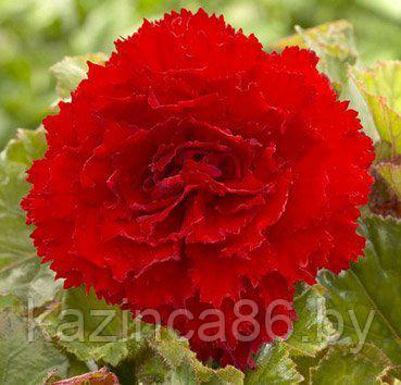 Бегония Fimbriata Red 6+