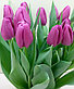 Фиолетовые тюльпаны, фото 3