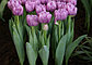 Фиолетовые тюльпаны, фото 5