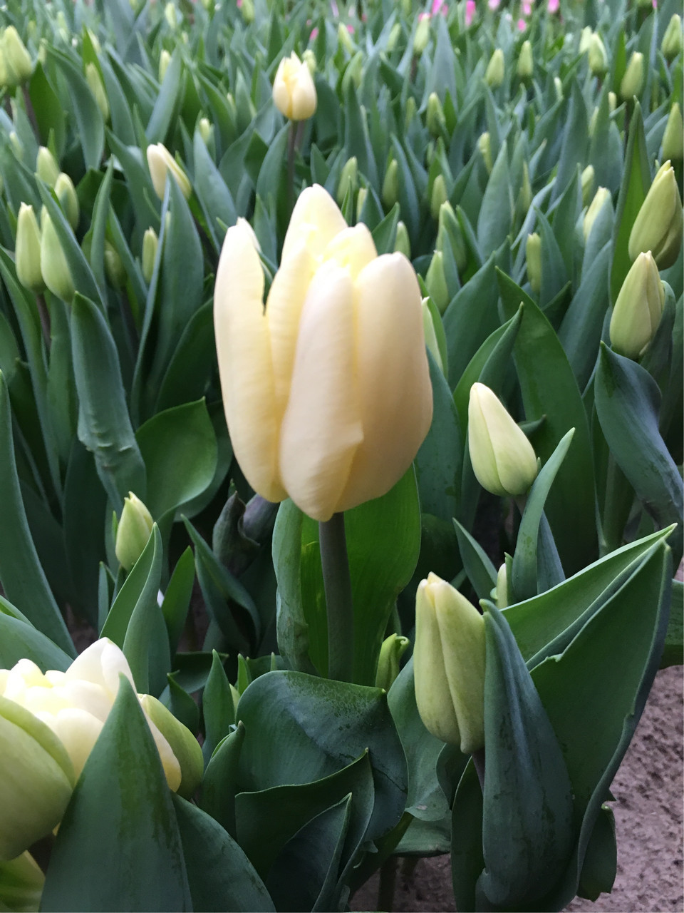 Белые и кремовые тюльпаны - фото 7 - id-p72197643