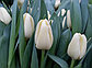 Белые и кремовые тюльпаны, фото 4