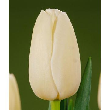 Белые и кремовые тюльпаны - фото 8 - id-p72197643