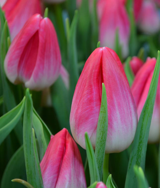 Нежно-розовые тюльпаны - фото 2 - id-p73875873