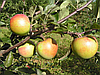 Саженцы сорта яблони Чаравница