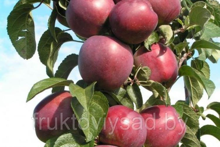 Саженцы яблони сорта Имант - фото 1 - id-p7351341