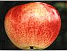 Саженцы сорта яблони Супер-прекос(супер летний)