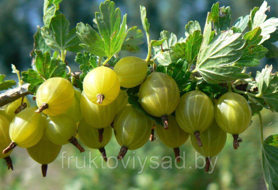 Саженцы сорта Крыжовника Коралл (двухлетняя)