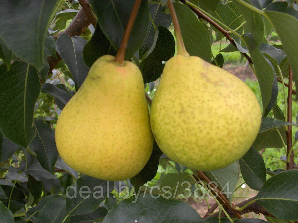 Груша видная опылители. Лучшие сорта груш для подмосковья рейтинг. Самоплодные сорта груш для подмосковья. Сорта груш для подмосковья самоплодные низкорослые. Сорта груш для подмосковья самоплодные низкорослые.