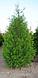 Туя западная Брабант (Thuja occidentalis ‘Brabant’) С 3 выс.60-70 см, фото 8