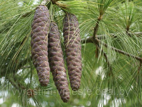 Сосна Гриффита Величината (Pinus griffithii ‘Wallichiana’)