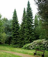 Ель сербская Оморика (Picea Omorika )