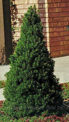 Ель канадская Коника (Picea glauca Conica )С 35 В.80-90 см - фото 3 - id-p4241466
