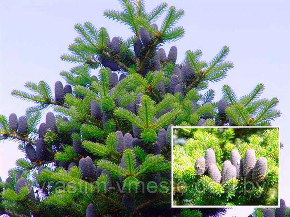 Пихта Корейская (Abies Koreana) С5, выс. 40-50 см - фото 1 - id-p5821624