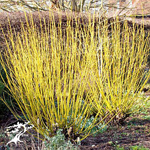 Дерен отпрысковый "Флавирамеа" 30-40 см, с2