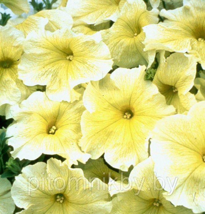 Петуния SUBLIMA PRISM SUNSHINE d7