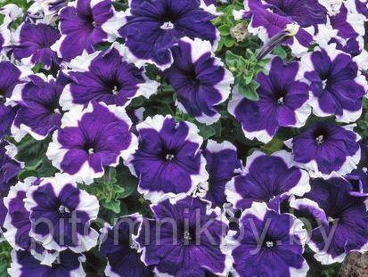 Петуния SUBLIMA PICOTEE BLUE d7