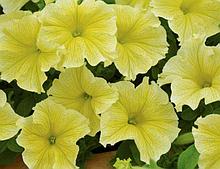 Сурфиния Table yellow