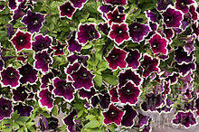 Сурфиния Cascadias rim magenta