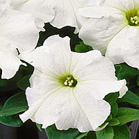 Петуния гибридная белая (grandiflora Limbo White) (рассада)