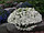Алиссум морской, лобуллярия, фото 4
