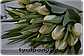 Луковицы белых тюльпанов, фото 3