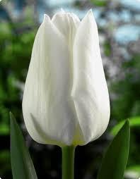 Луковицы белых тюльпанов - фото 4 - id-p67488622