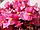 Бегония-грацилис, вечноцветущая, фото 3