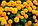 Тагетис крупноцветковый, прямостоячий, фото 4