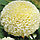 Тагетис крупноцветковый, прямостоячий, фото 6