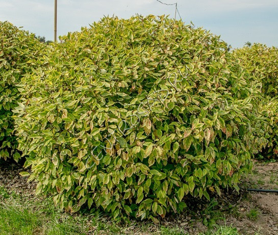 Дерен белый Гухалти (Гоучаулти), 80-100 см с5