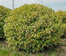 Дерен белый Гухалти (Гоучаулти), 80-100 см с5