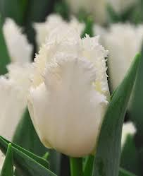 Луковицы бахромчатых тюльпанов - фото 2 - id-p76285453