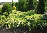 Можжевельник Минт Джулеп (Juniperus pfitzeriana Mint Julep)