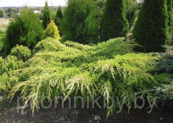 Можжевельник Минт Джулеп (Juniperus pfitzeriana Mint Julep) - фото 1 - id-p76349390