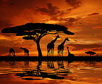 Фотообои "Африканский вечер"