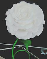 Белая роза, фото 2