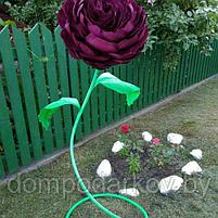 Пионовидная роза (violet), фото 3