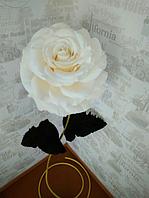 Роза белая (Gold)