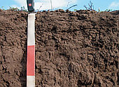 Земля для газона  доставка 20 тонн (12,5-15 м3)  10 тонн (6,5-7 м3)Минск