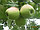 Яблоки второй сорт, фото 5