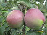 Яблоки второй сорт, фото 6